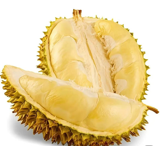 Durian(Anchor development)
